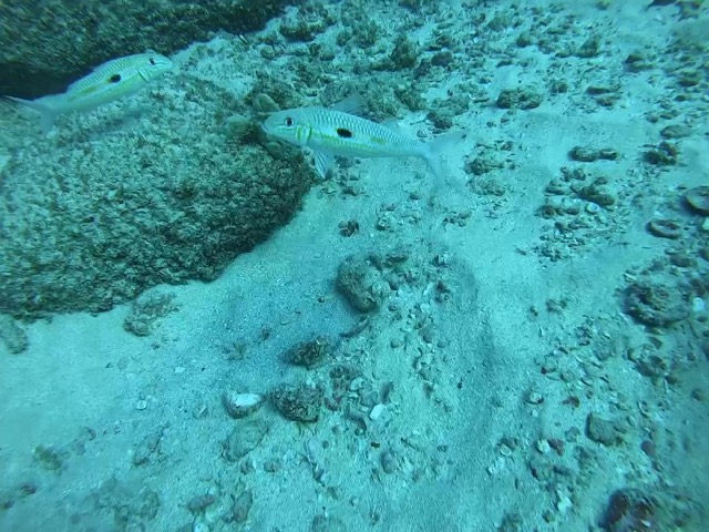 Yellow-stripe Goatfish