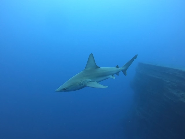 Sandbar Shark