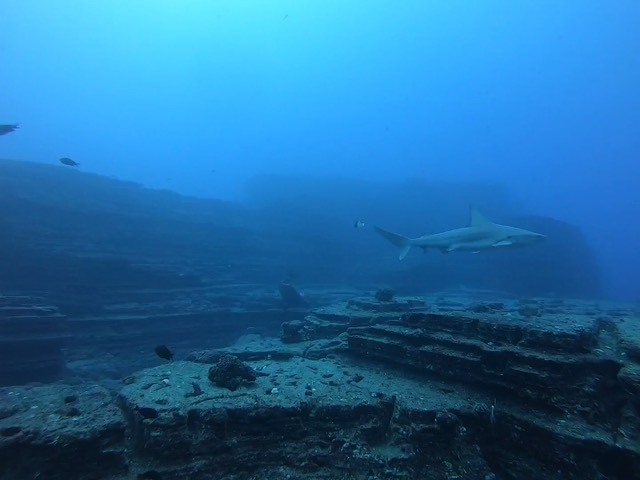 Sandbar Shark and Hawaiian Monk Seal