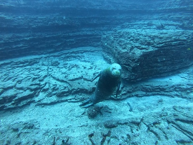 Hawaiian Monk Seal
