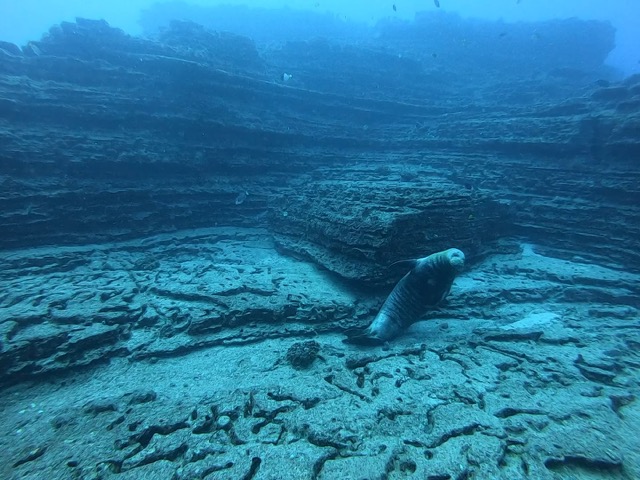 Hawaiian Monk Seal relaxing