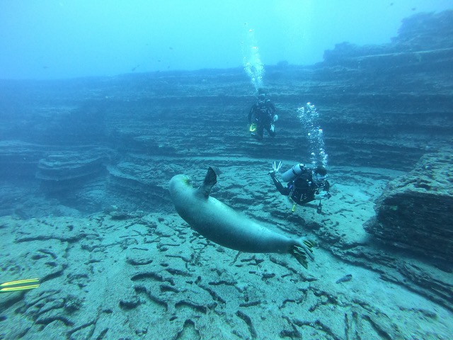 Monk Seal waving to divers