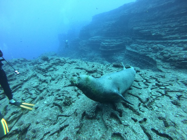 Monk Seal smiling