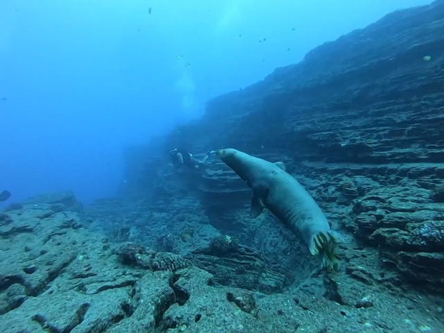Hawaiian Monk Seal