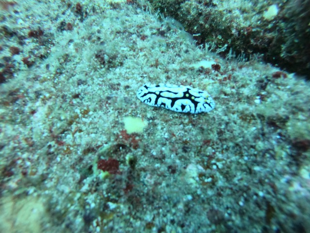 Nudibranch