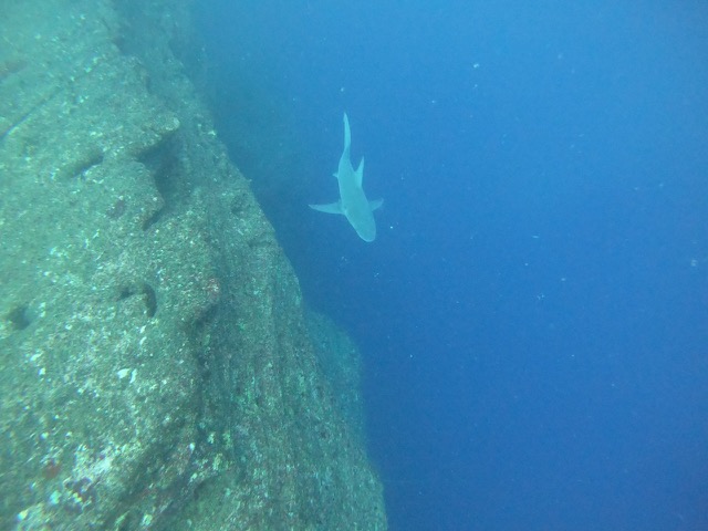 Sandbar Shark Doo Doo Doo