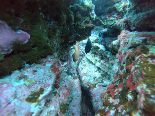 Niihau Sea Life