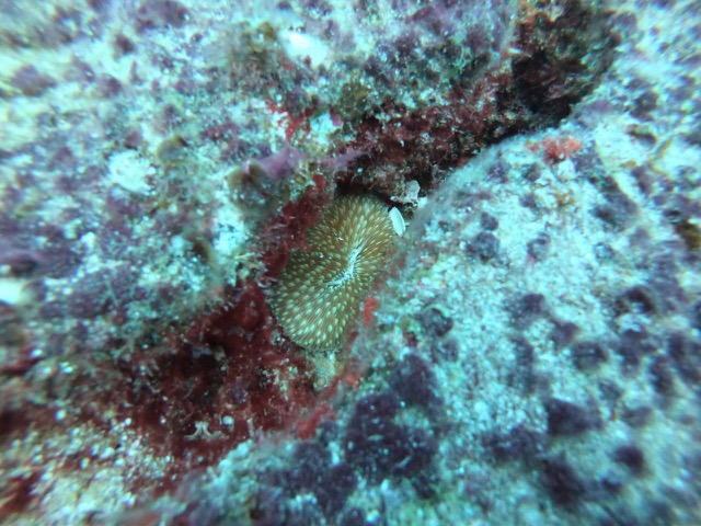 Looking into a crevice