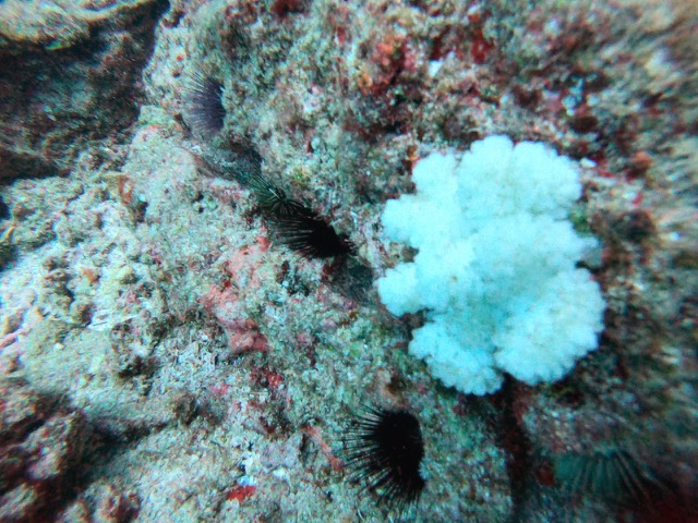 White coral