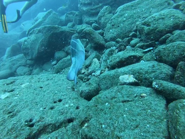 Just keep swimming...