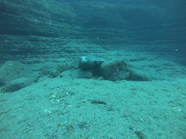 Hawaiian Monk Seal checking us out