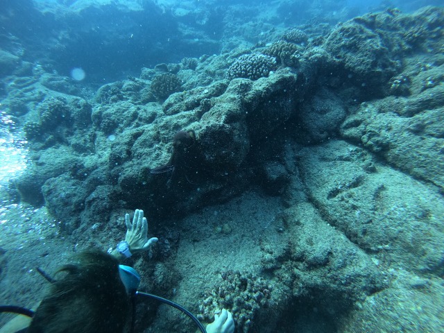 Octopus at Sheraton Caverns