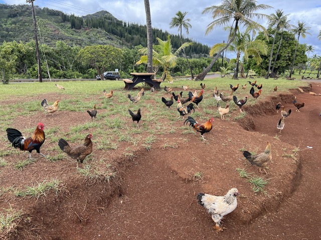 Lots of chickens in the parking lot