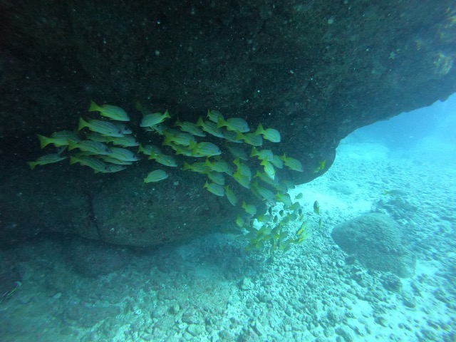 Bluestripe Snappers