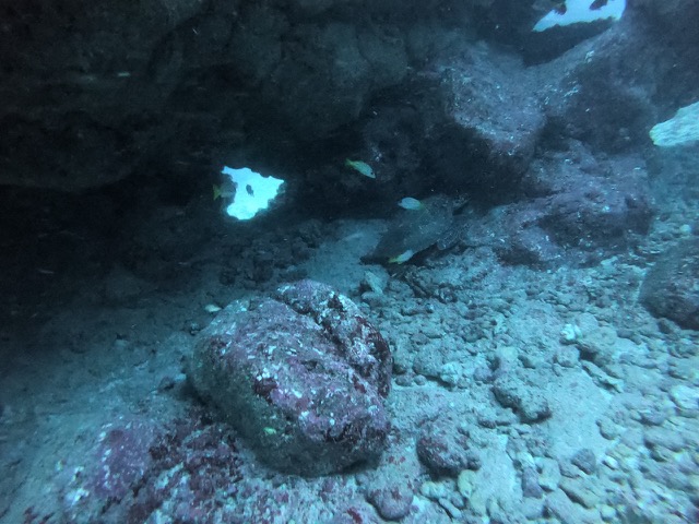 Turtle resting at the Caverns