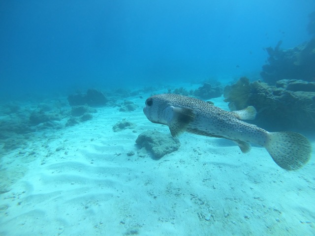 Porcupinefish