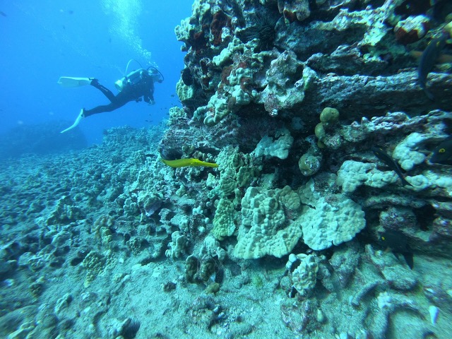 Yellow Trumpetfish