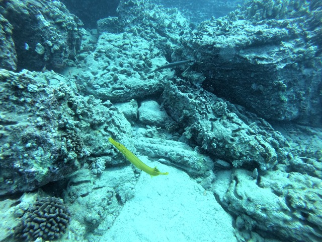 Yellow and Grey Trumpetfish