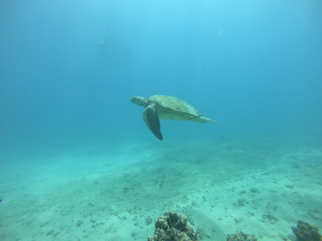 Green Sea Turtle