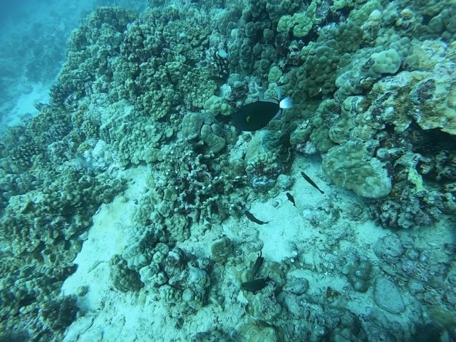 Swimming with the fishes