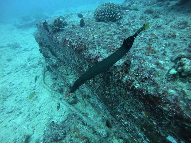 Trumpetfish