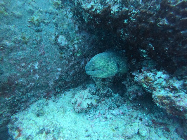 Moray Eel