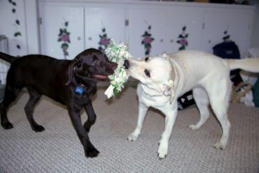 [24-cadbury-daisy.jpg]