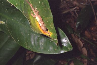 [05-salamander.jpg]