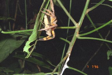 [11-katydid2.jpg]