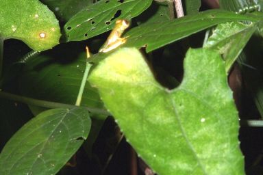 [14-treefrog.jpg]