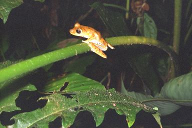 [16-frog.jpg]