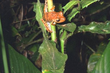 [19-frog2.jpg]