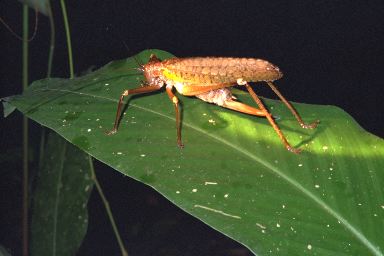 [20-katydid3.jpg]