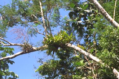 [23-bromiliade.jpg]