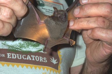 [24-bat.jpg]