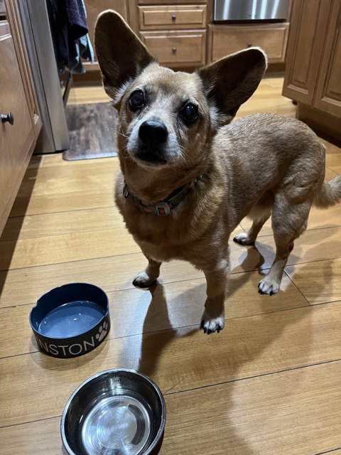 Winston, ready for food