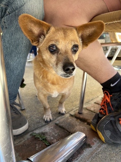 Winston, looking for food