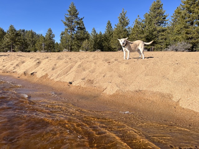 Chelsea at Nevada Beach