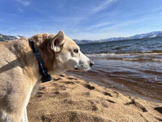 Chelsea at Nevada Beach
