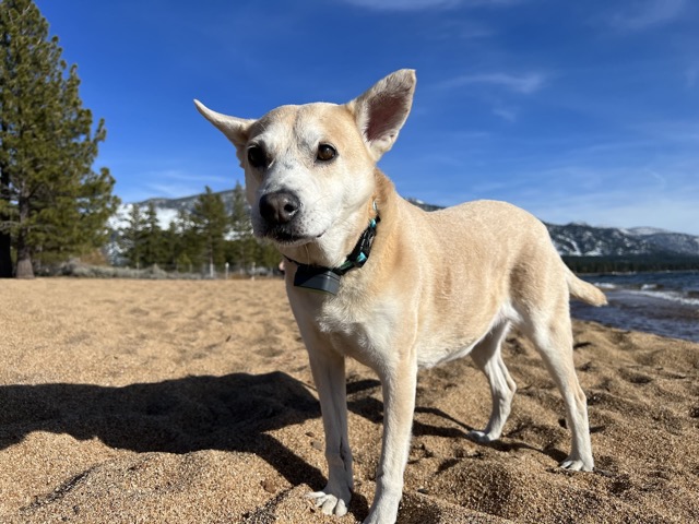 Chelsea at Nevada Beach