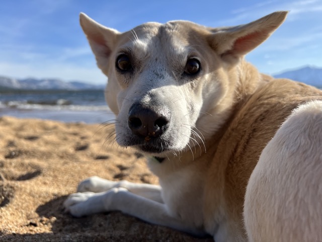 Chelsea at Nevada Beach