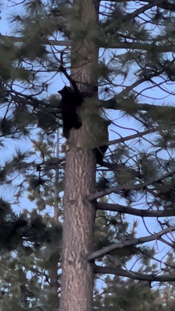 Bear cubs in the spring, learning to climb a tree