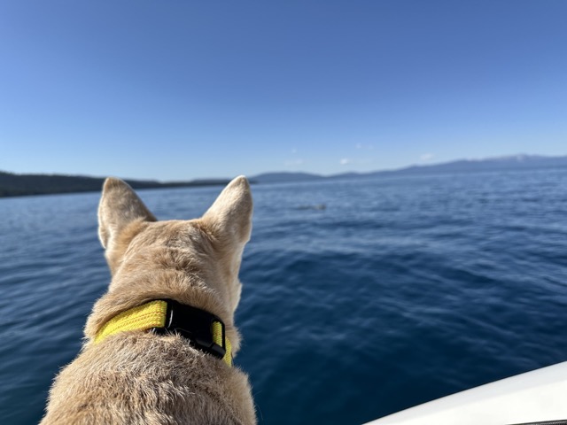 Chelsea looking for ducks