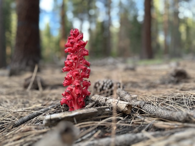 Snow plants sprouting in the spring