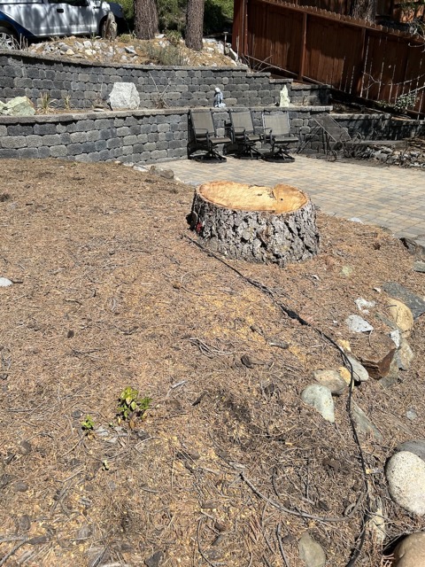 Unfortunately we lost the giant tree in our front yard to a beetle infestation