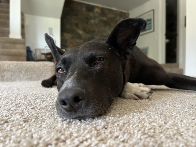 Javi, contemplating life