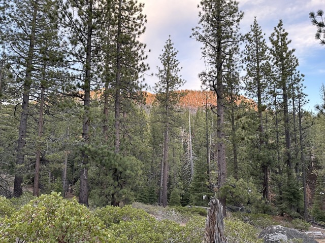 Tahoe woods