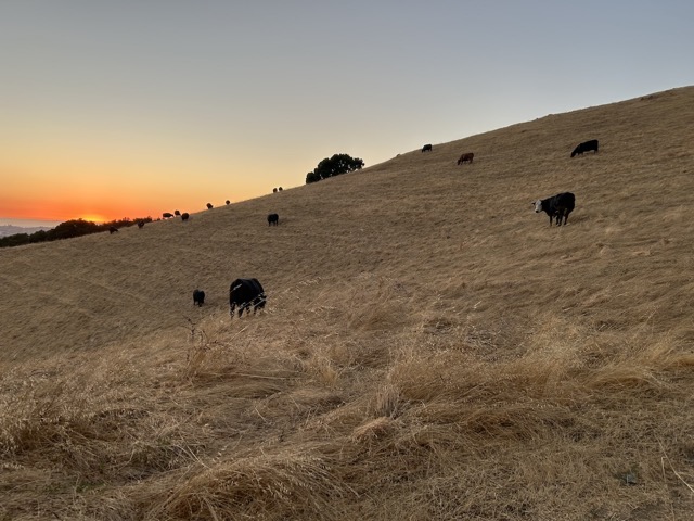 Cows grazing in Hayward