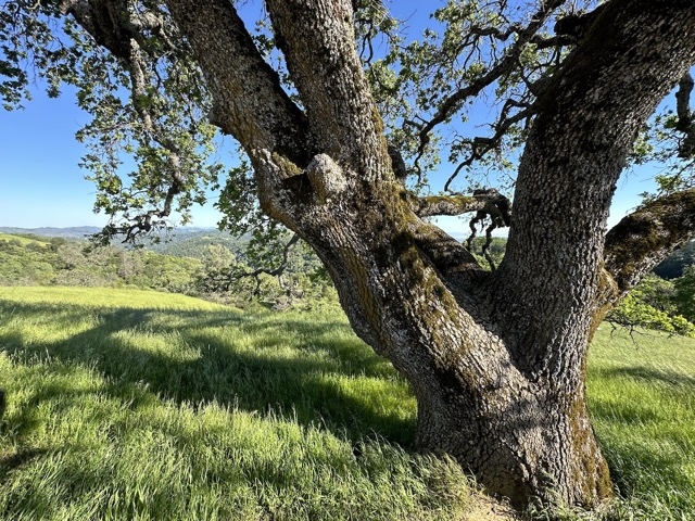 Camping at Henry W. Coe State Park