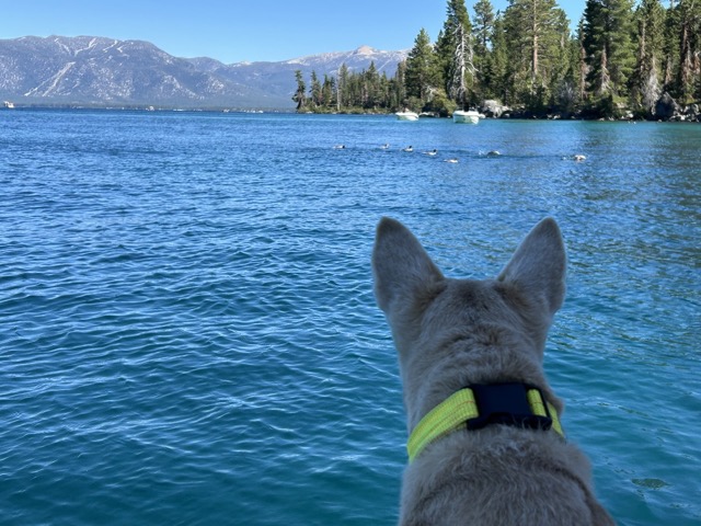 Chelsea, supervising the ducks
